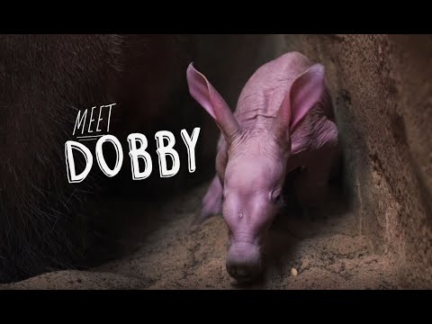 Baby aardvark dobby