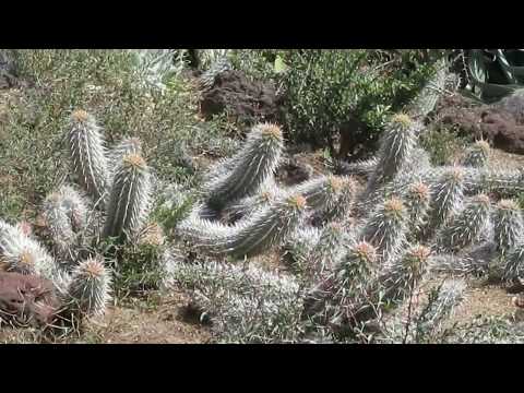 Cactus diavolo strisciante