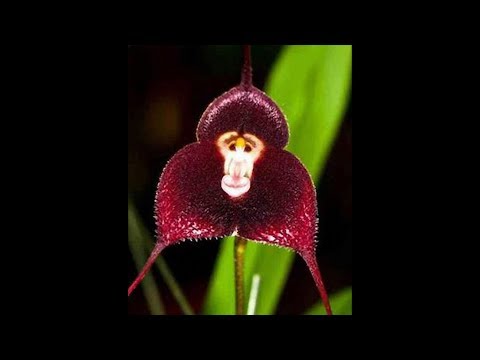 Orchidee scimmie